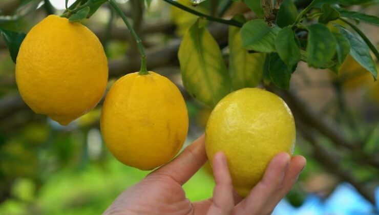 Limonun İnsan Sağlığına 10 İnanılmaz Faydası