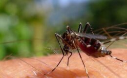“Sivrisinek İstilasına Karşı Doğal ve Pratik Korunma Yöntemleri”
