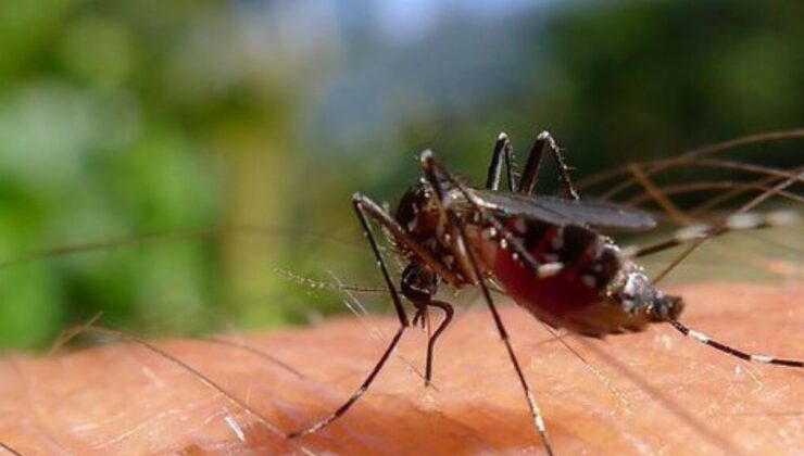 “Sivrisinek İstilasına Karşı Doğal ve Pratik Korunma Yöntemleri”
