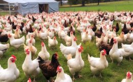 Ticaret Bakanlığı Tavuk İhracatına Yasak Getiriyor