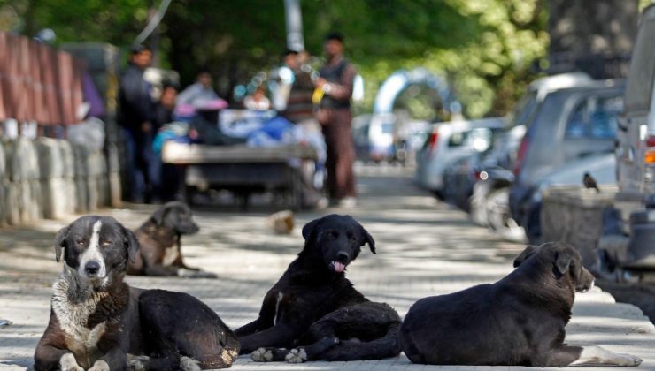 Başıboş Köpek Düzenlemesi Bugün Komisyonda Görüşülecek